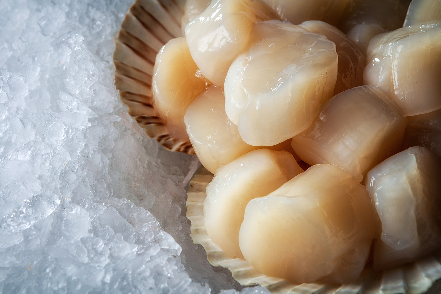 Japanese Scallop